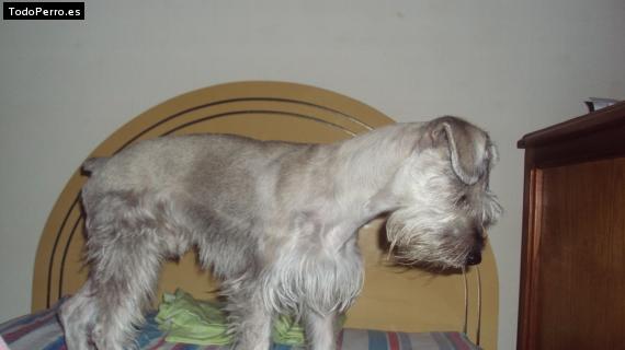 La foto del perro