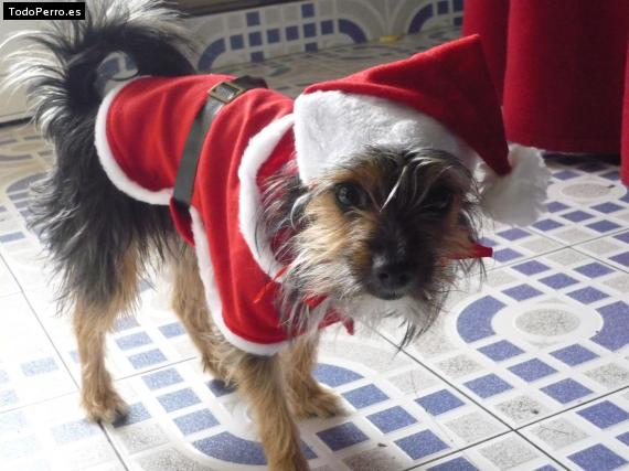 La foto del perro