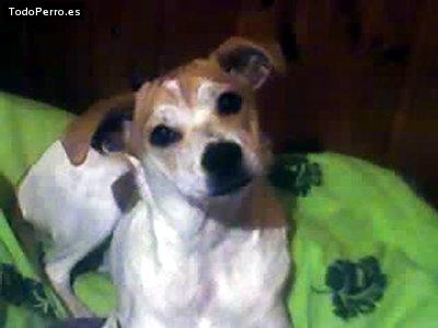 Foto del perro Texa