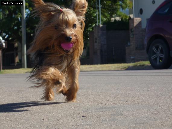 La foto del perro