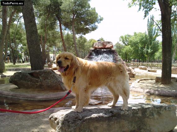 La foto del perro