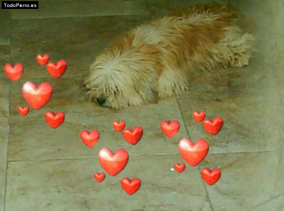 La foto del perro