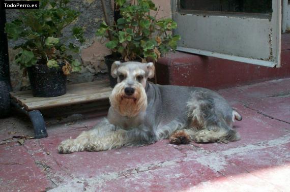 La foto del perro
