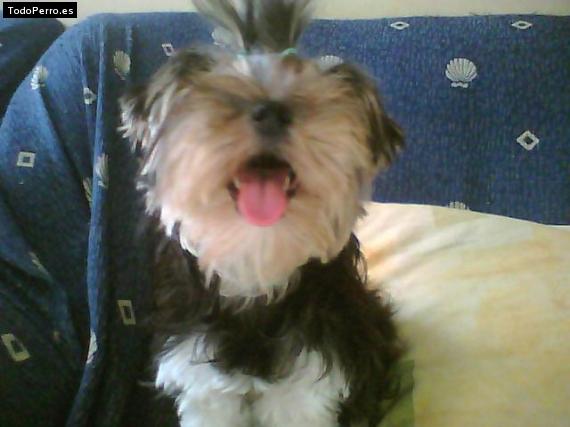 La foto del perro