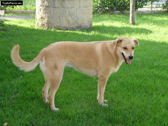 La foto del perro