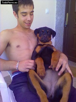 La foto del perro