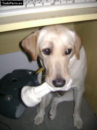 La foto del perro