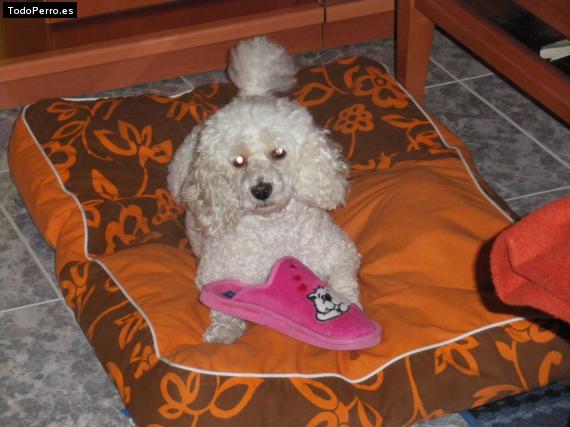 La foto del perro