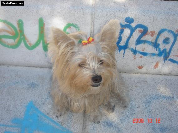 La foto del perro