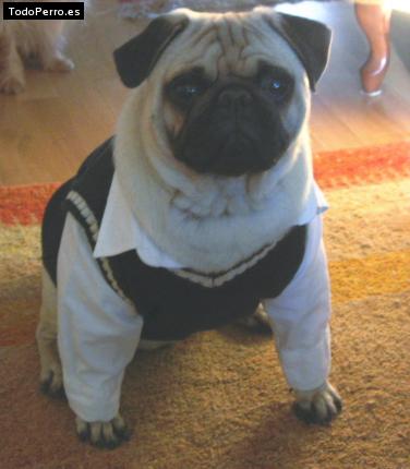 La foto del perro