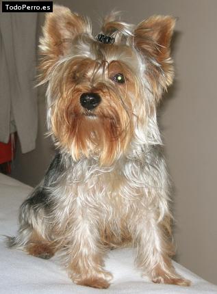 La foto del perro