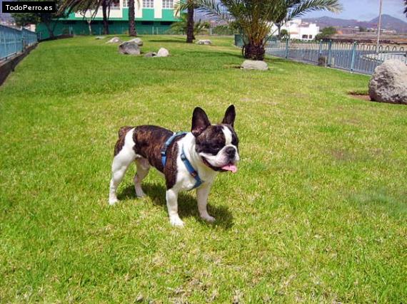 La foto del perro