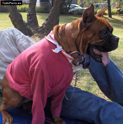 La foto del perro