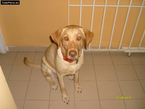 La foto del perro