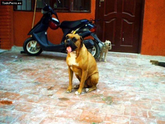 La foto del perro