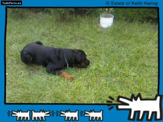 La foto del perro