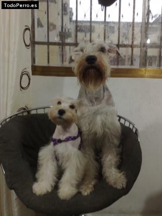 La foto del perro