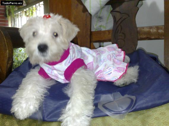 La foto del perro