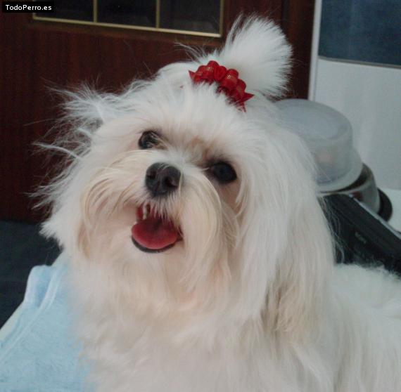 La foto del perro
