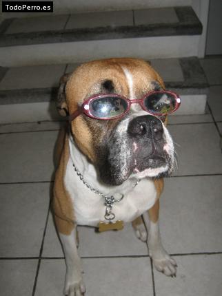La foto del perro