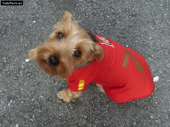 La foto del perro