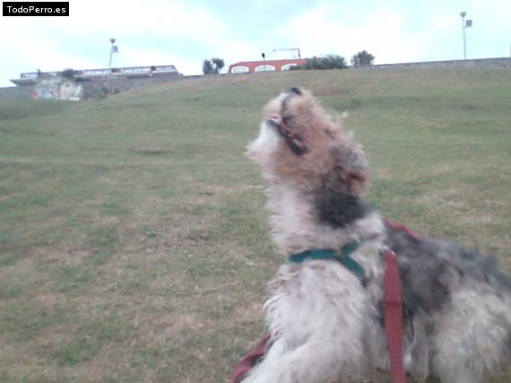 La foto del perro