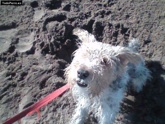 La foto del perro