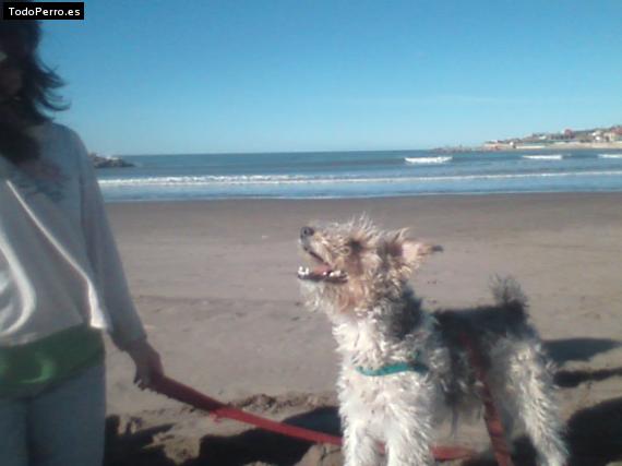 La foto del perro