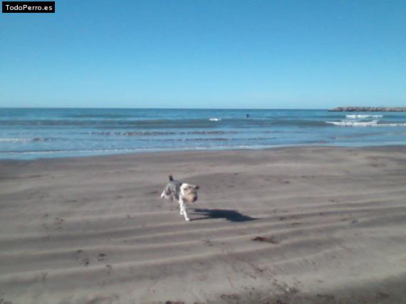 La foto del perro