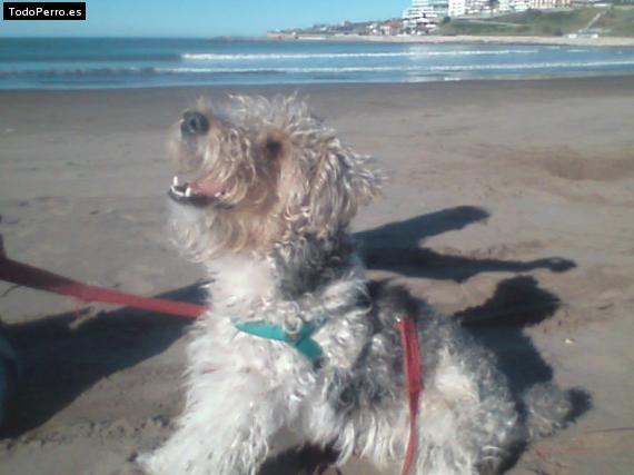 La foto del perro