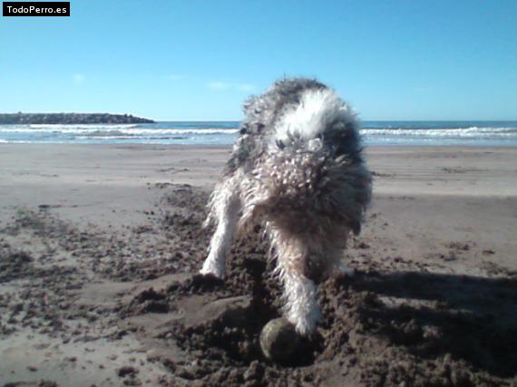 La foto del perro