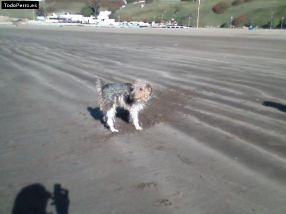 La foto del perro