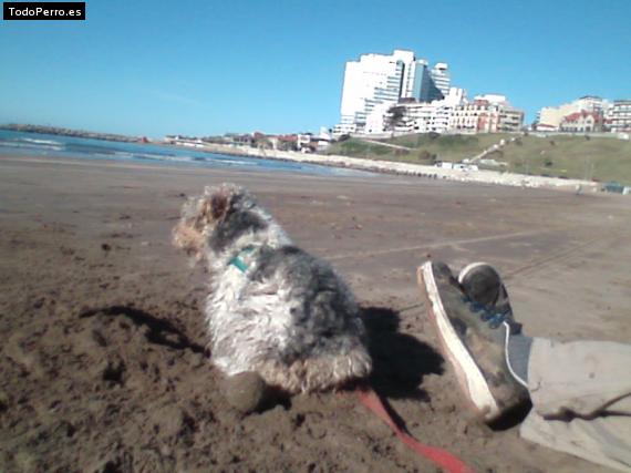 La foto del perro