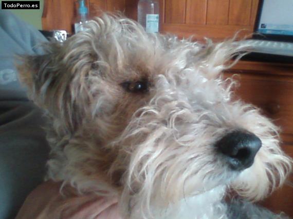 La foto del perro