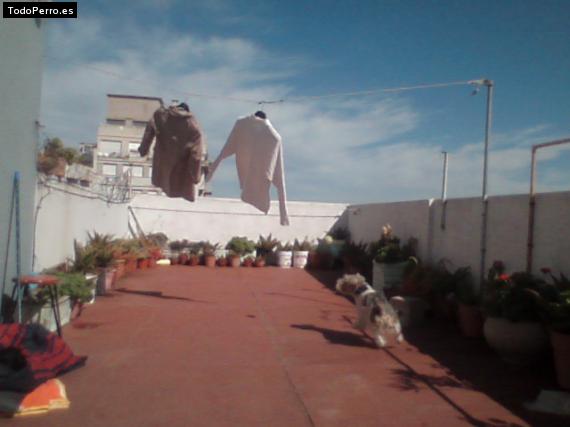 La foto del perro