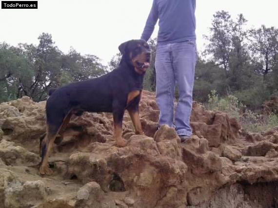 La foto del perro