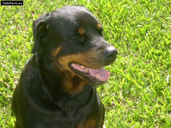 La foto del perro