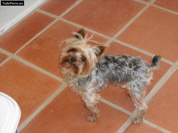 La foto del perro