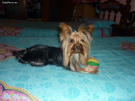 La foto del perro