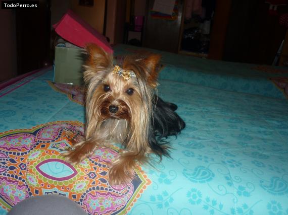 La foto del perro