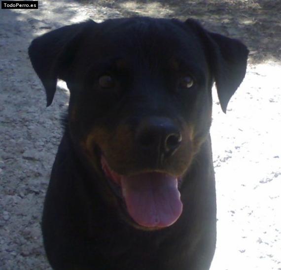 La foto del perro