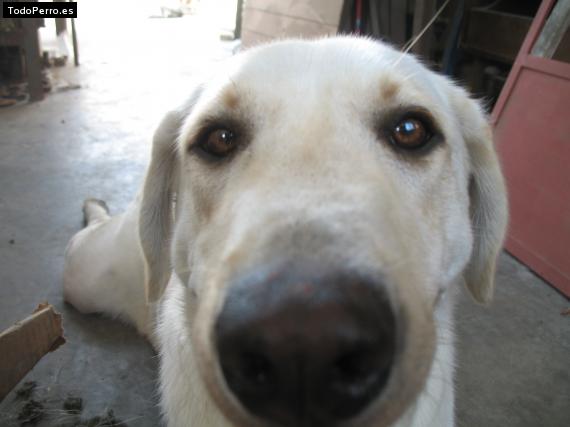 La foto del perro