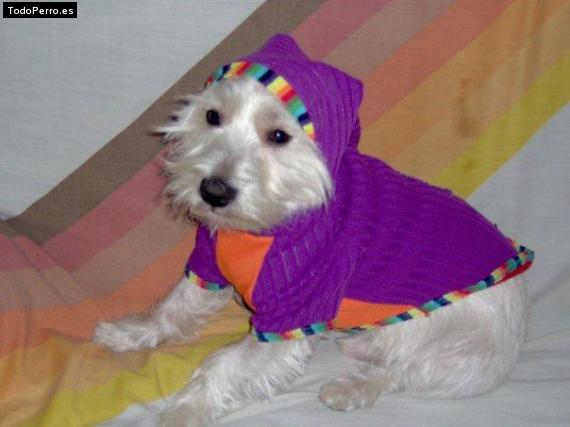 La foto del perro