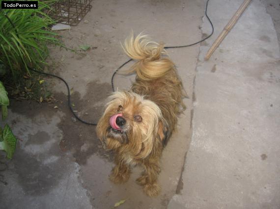 La foto del perro