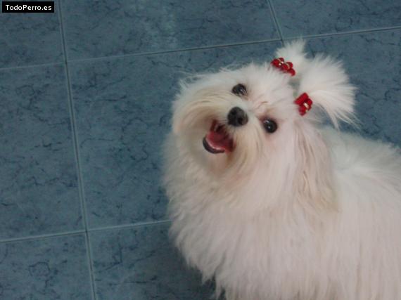 La foto del perro