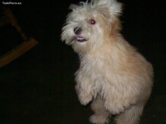 La foto del perro