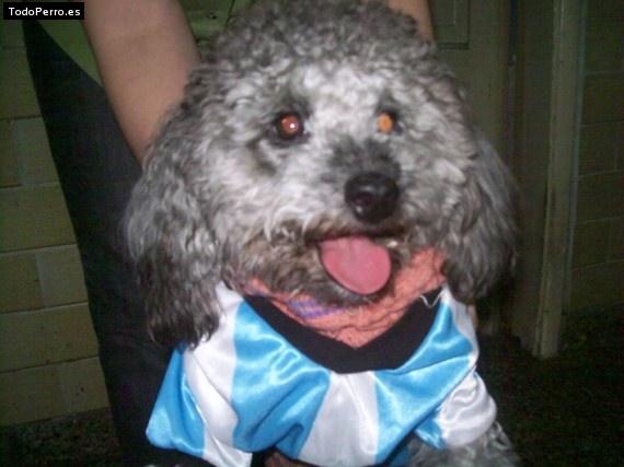 La foto del perro