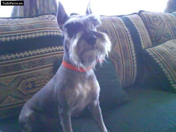 La foto del perro
