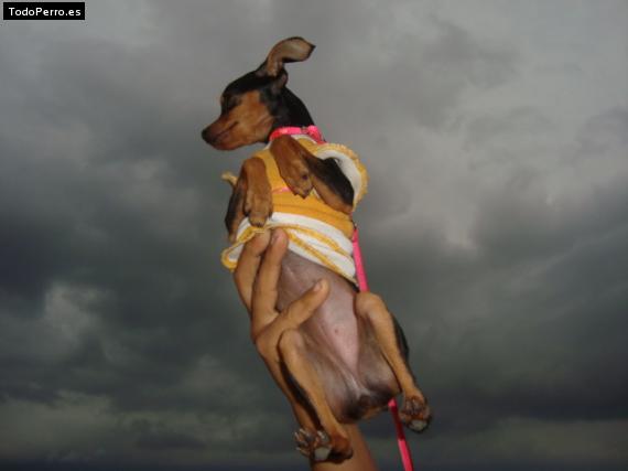 La foto del perro