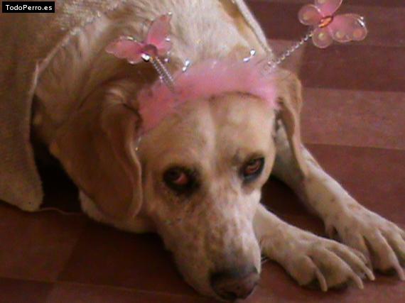 La foto del perro